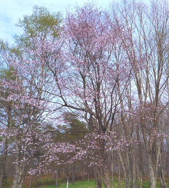 今年のお花見はお済みでしたか？