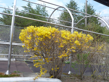 今年のお花見はお済みでしたか？