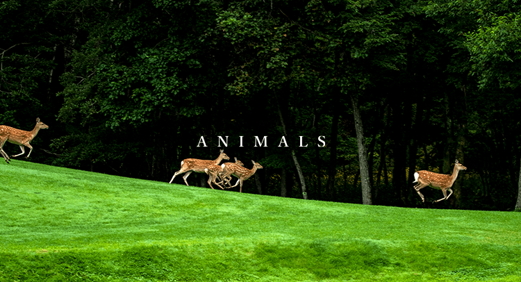 動物 ANIMALS