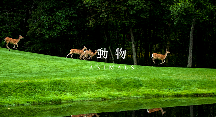 動物 ANIMALS